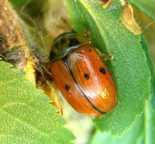 Réf. 69 104 : Gonioctena variabilis