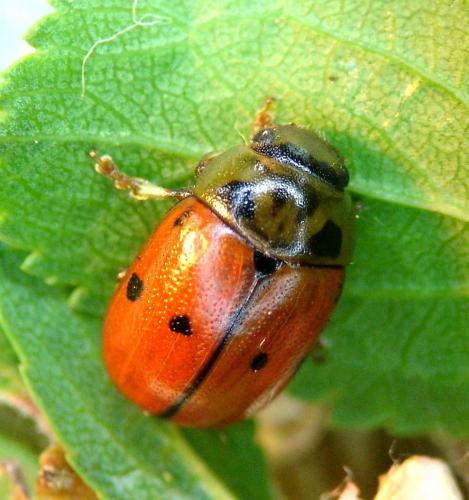 Réf. 69 105 : Gonioctena variabilis