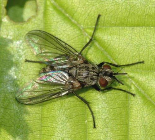 Baumhaueria sp.