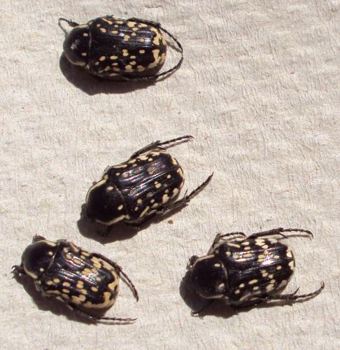 Réf. 69 954 : Oxythyrea cinctella