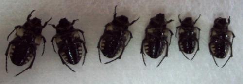 Réf. 69 956 : Oxythyrea cinctella