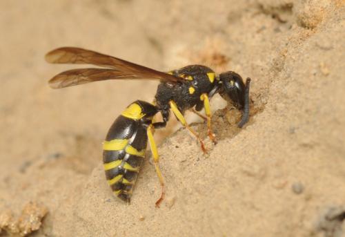 Ancistrocerus sp.