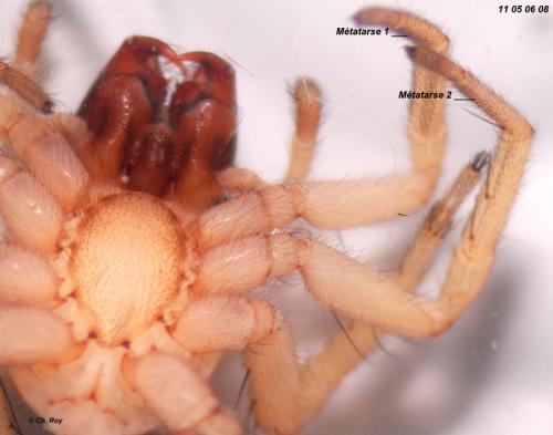 Réf. 69 902 : Porrhoclubiona genevensis