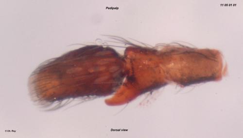 Salticus mutabilis