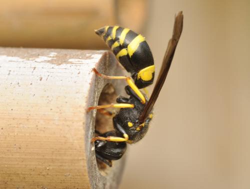 Ancistrocerus sp.
