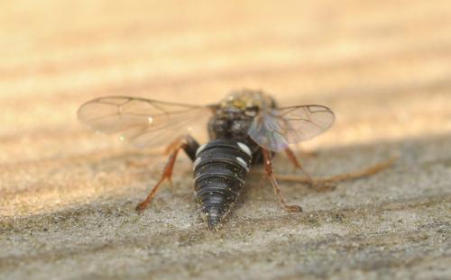 Oxybelus uniglumis