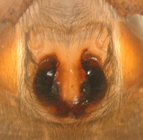 Haplodrassus signifer