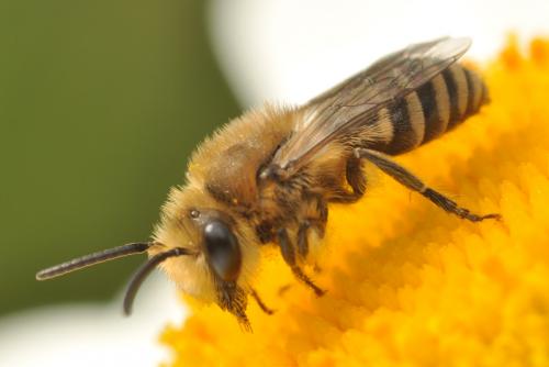 Réf. 69 652 : Colletes (daviesanus-fodiens-similis)