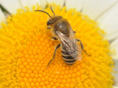 Réf. 69 656 : Colletes (daviesanus-fodiens-similis)