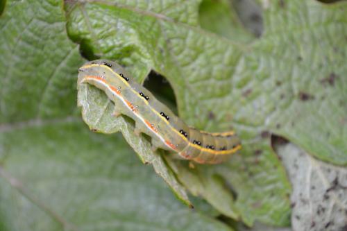 Xylena exsoleta