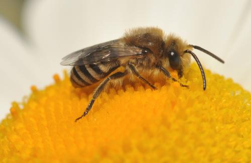 Réf. 69 655 : Colletes (daviesanus-fodiens-similis)