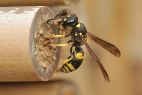 Ancistrocerus sp.