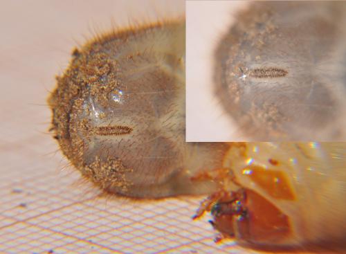 Réf. 69 645 : Cetonia aurata aurata