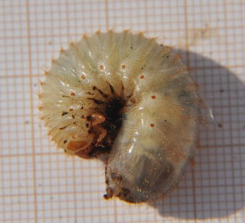 Réf. 69 375 : Cetonia aurata aurata
