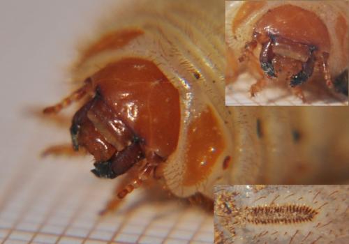 Cetonia aurata aurata