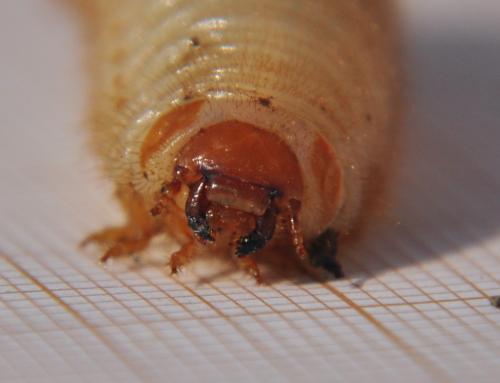 Réf. 69 376 : Cetonia aurata aurata