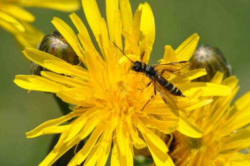 Réf. 69 586 : Cephus sp.