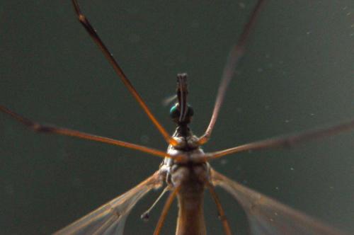 Réf. 69 651 : Tipula sp.