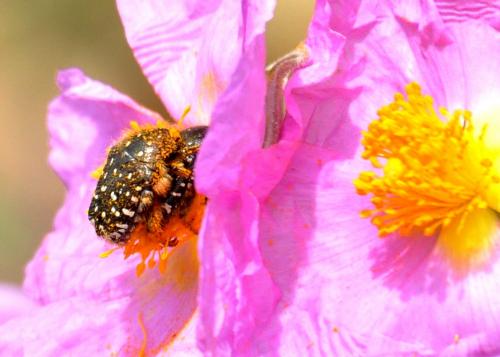 Oxythyrea funesta