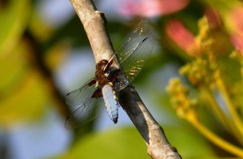 Libellula depressa