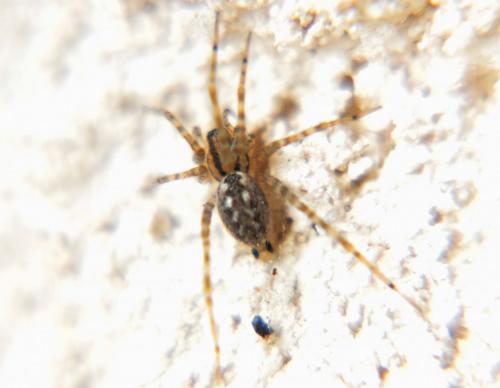 Réf. 69 920 : Tegenaria silvestris
