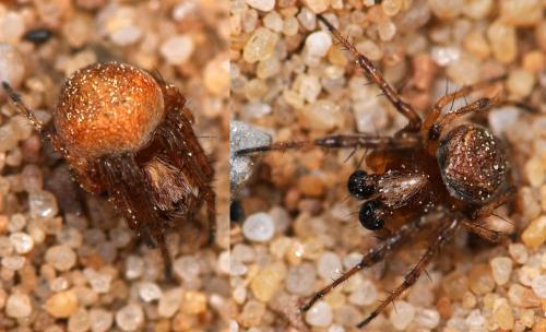 Réf. 69 679 : Araneus sturmi