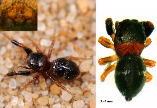 Réf. 69 681 : Sibianor larae