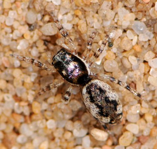 Salticus zebraneus