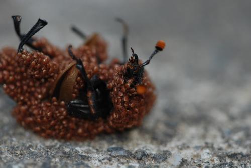 Réf. 69 976 : Nicrophorus sp.