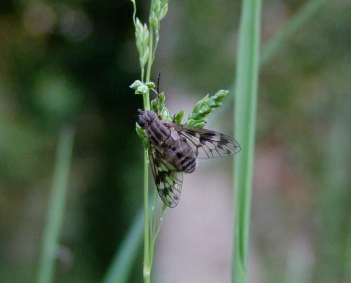 Réf. 69 148 : Atherix ibis