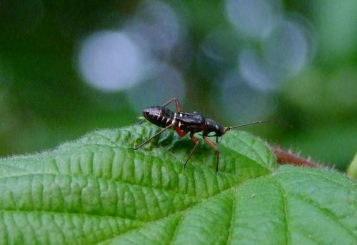 Miris striatus