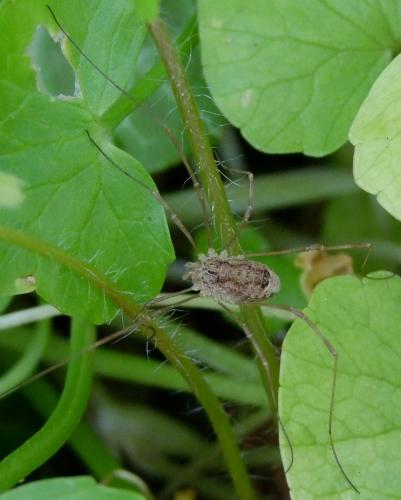 Réf. 69 425 : Rilaena triangularis