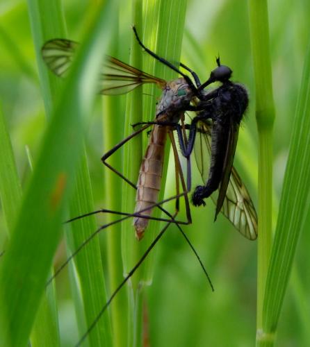 Empis ciliata