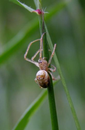 Metellina sp.