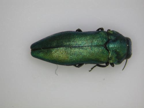 Réf. 69 038 : Meliboeus amethystinus