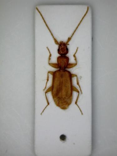 Réf. 69 054 : Parazuphium chevrolatii