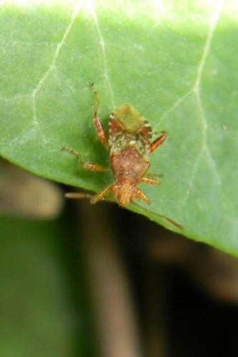 Rhopalus subrufus