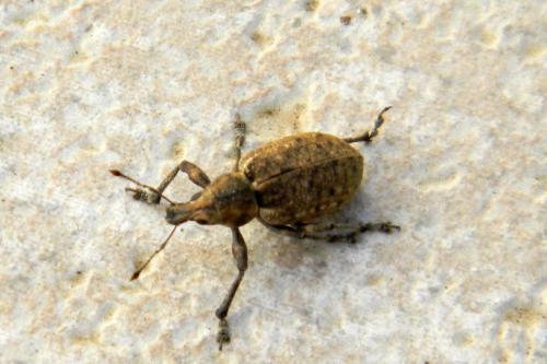 Réf. 69 073 : Liophloeus tessulatus
