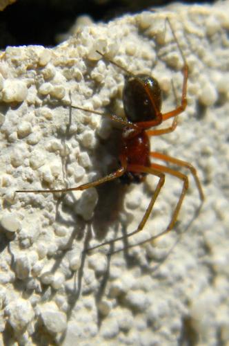 Réf. 69 071 : Frontinellina frutetorum