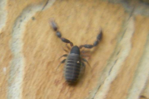 Withius sp.