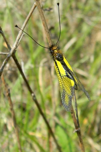 Libelloides coccajus