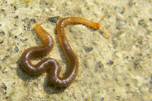 Henia sp.
