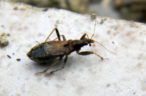 Himacerus mirmicoides