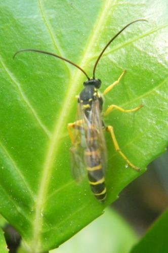Metopius sp.