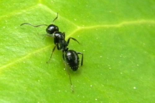 Réf. 69 135 : Formica fusca