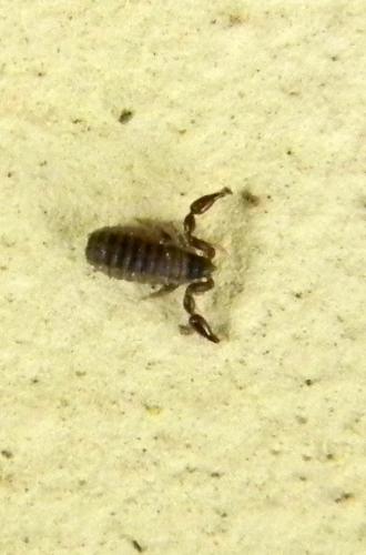 Réf. 69 373 : Withius sp.