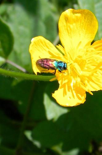 Anthaxia salicis
