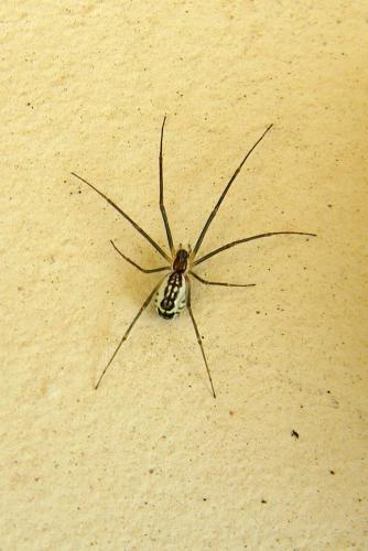 Réf. 69 169 : Neriene radiata