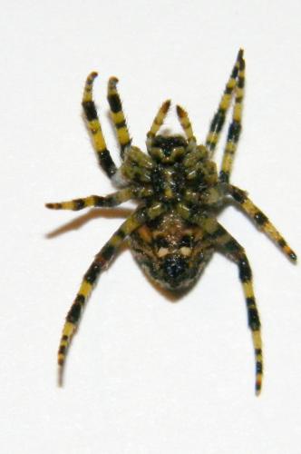 Araneus circe
