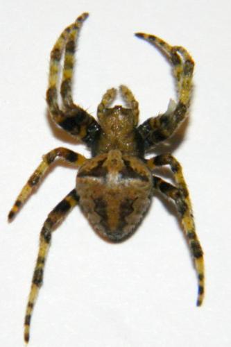 Réf. 69 311 : Araneus circe